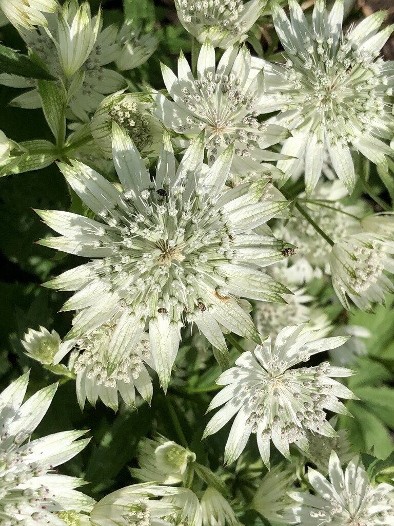 Astrantia by susiemc