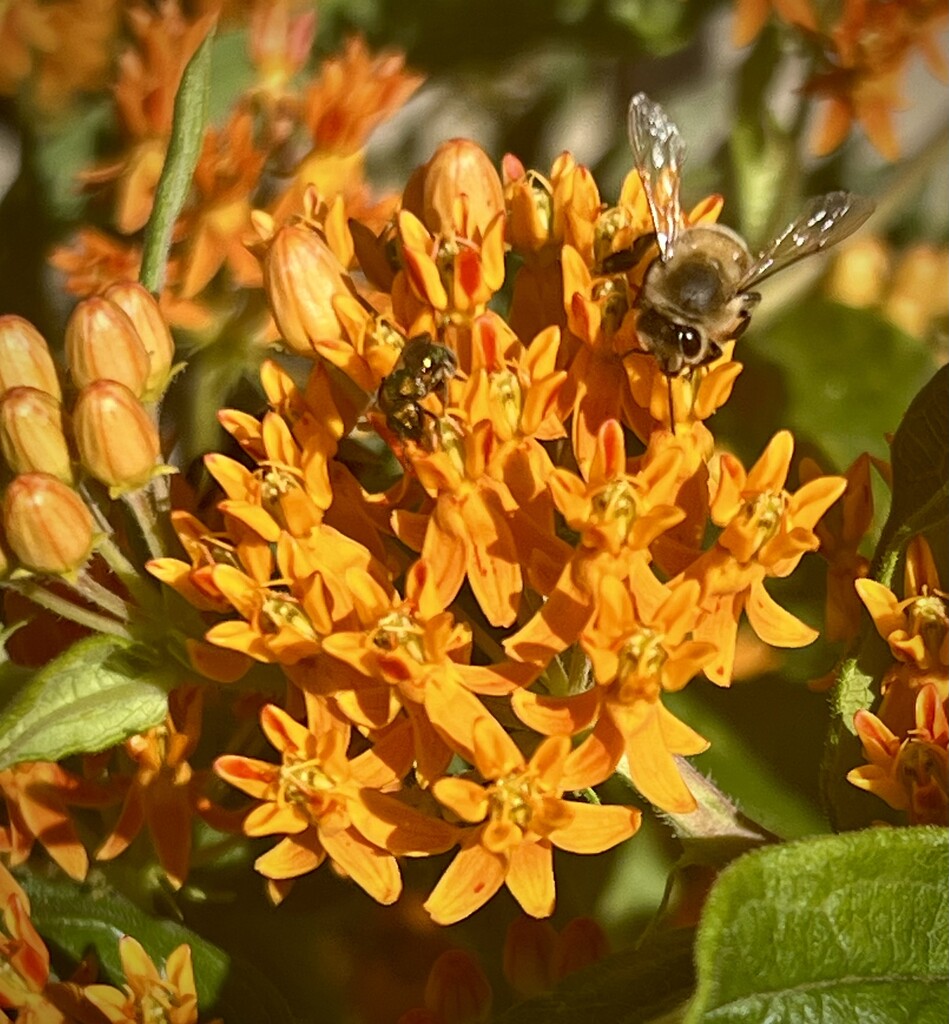 Bee on Butterfly Weed by calm