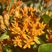 Bee on Butterfly Weed