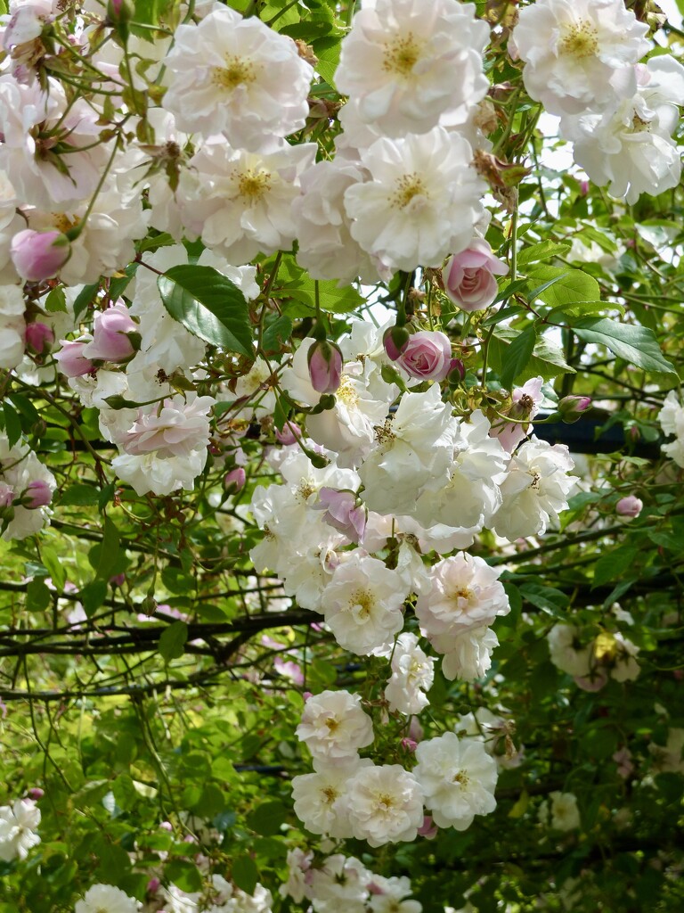 Roses at Aberglasney by susiemc