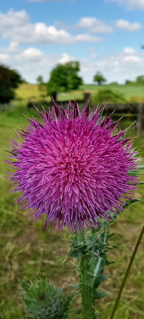 Thistle season  by 365projectorgjoworboys