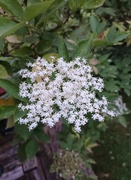 20th Jun 2024 - Elder. The flowers look as lovely 