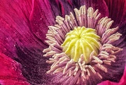 22nd Jun 2024 - Poppy Central