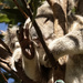 built in grooming tool by koalagardens