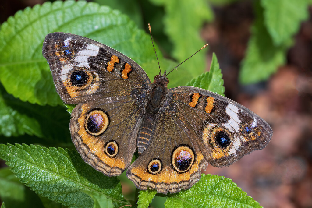 Common Buckeye  by kvphoto