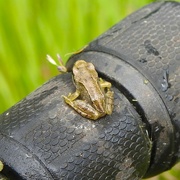 11th Jun 2024 - Small Frog