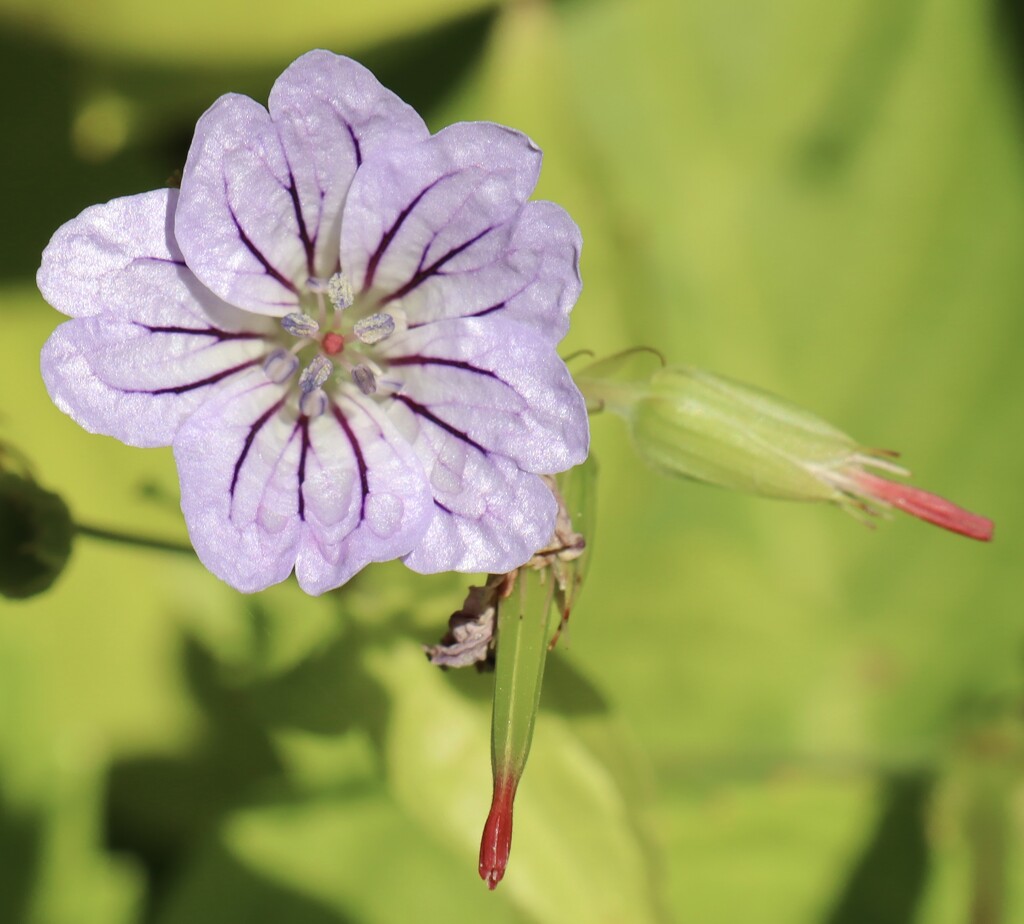 Knotted Cranesbill by jeremyccc