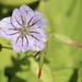 Knotted Cranesbill