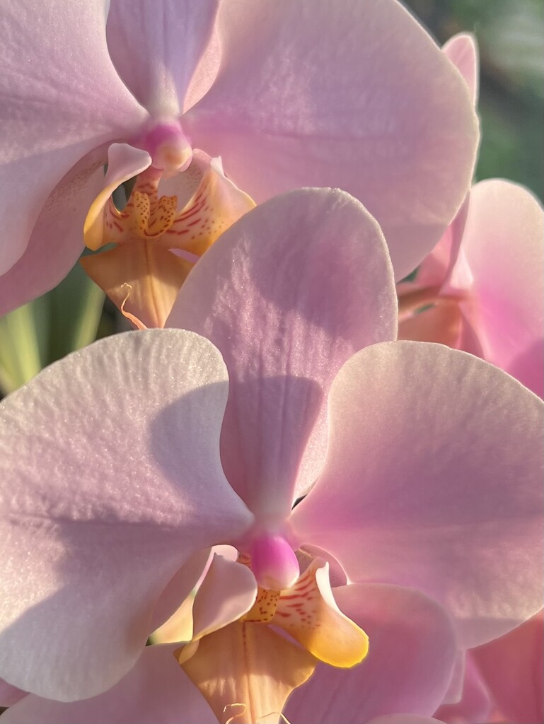 My Orchid in the morning light by radiogirl