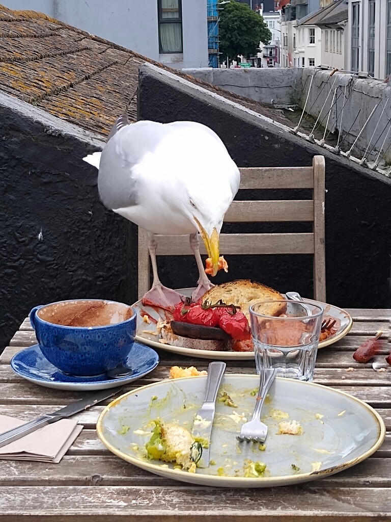 Greedy Gull by 30pics4jackiesdiamond