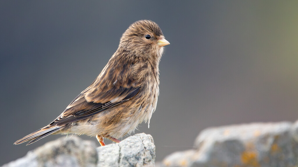 Twite by lifeat60degrees