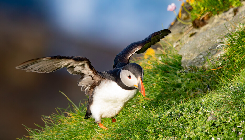 Touchdown Sumburgh by lifeat60degrees