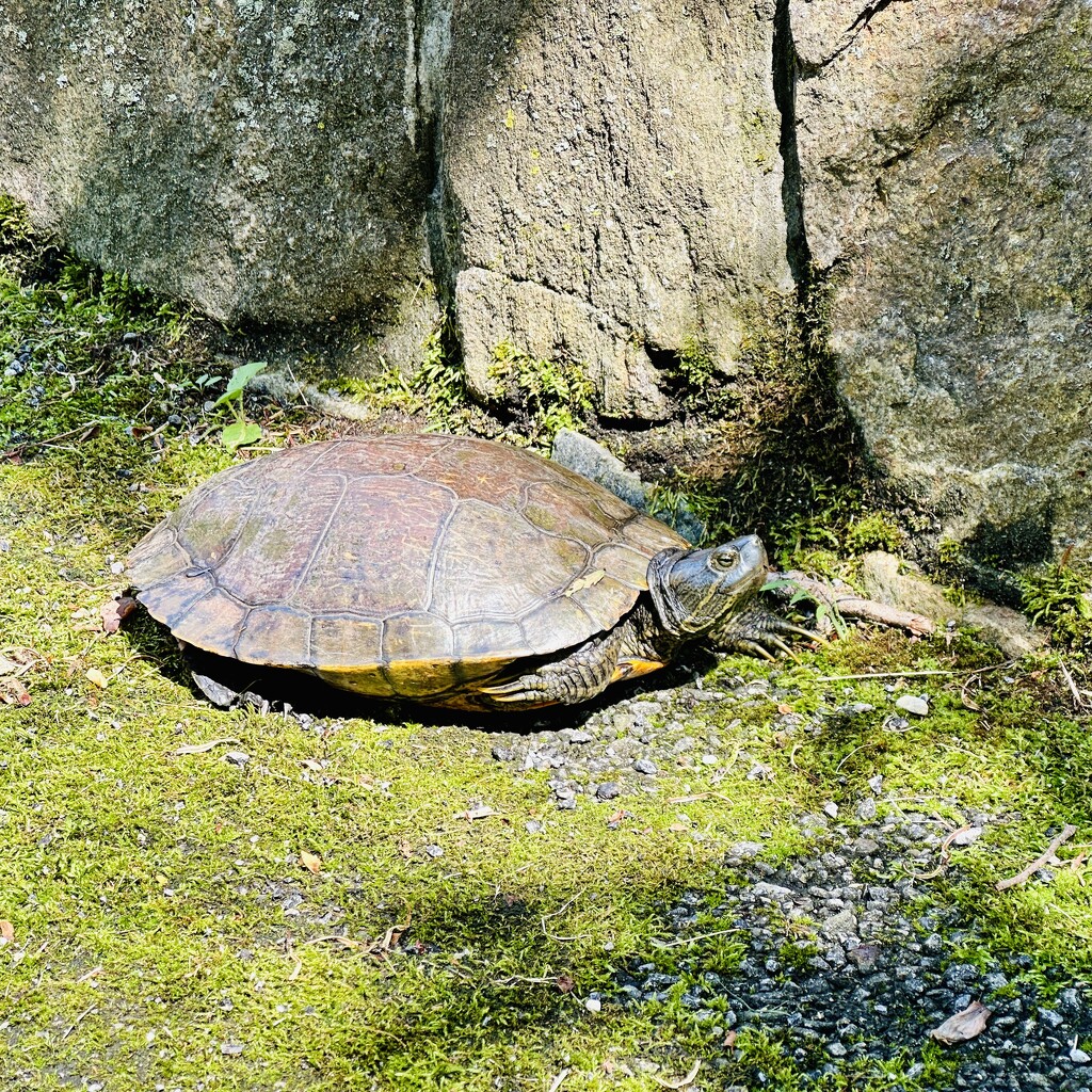 Sunbathing Turtle by pjbedard