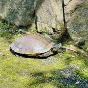 22nd Jun 2024 - Sunbathing Turtle