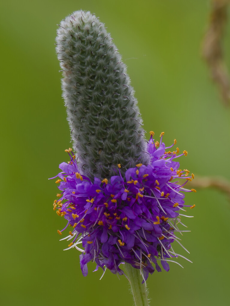 purple prairie clover by rminer