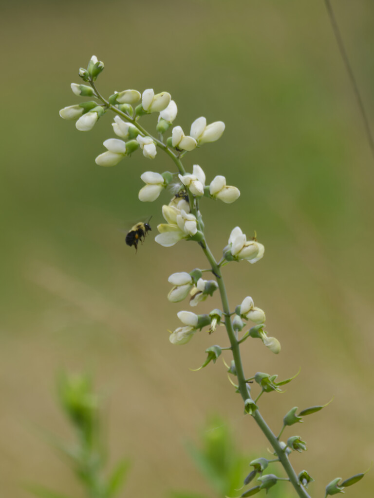 wild white indigo by rminer