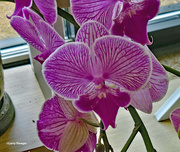 22nd Jun 2024 - Phalaenopsis Orchid