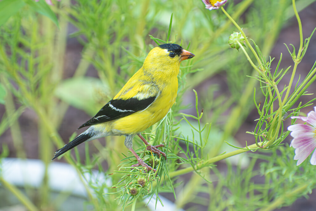 Goldfinch... by thewatersphotos