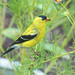 Goldfinch... by thewatersphotos