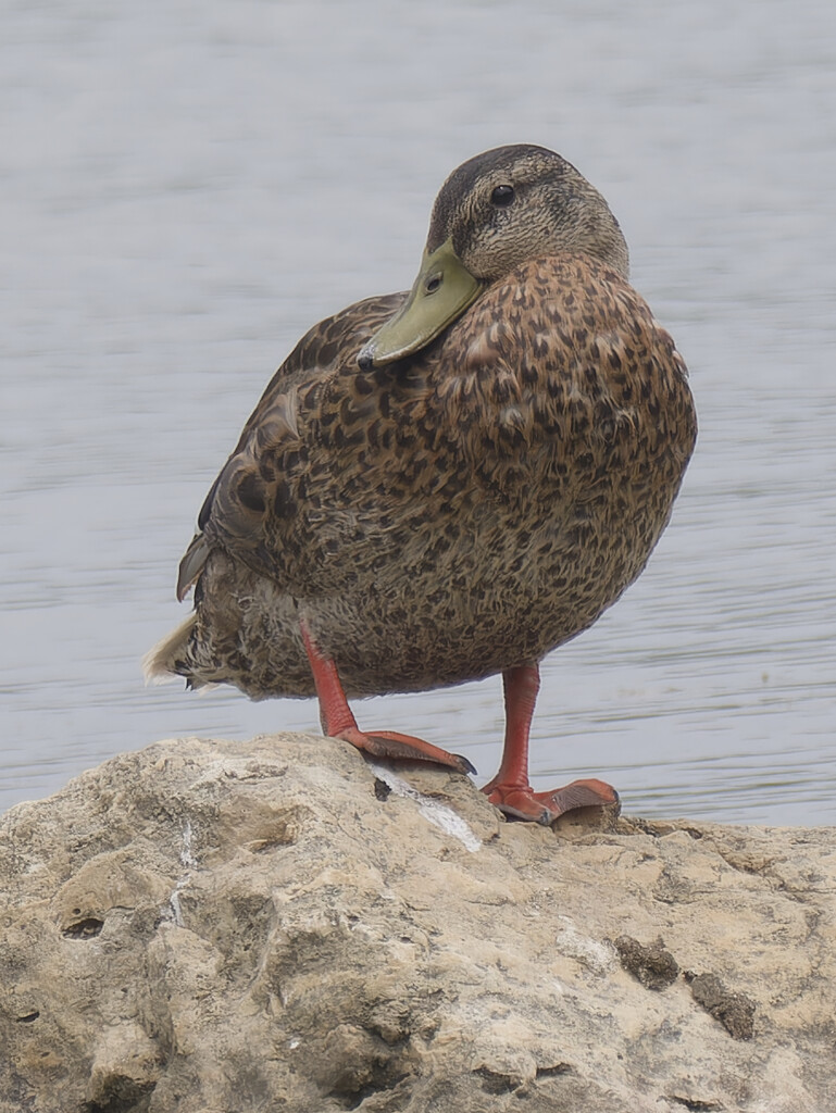 mallard  by rminer