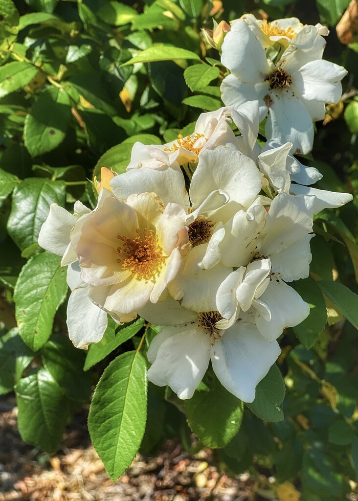 This rose bush used to have red roses by louannwarren