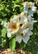 22nd Jun 2024 - This rose bush used to have red roses