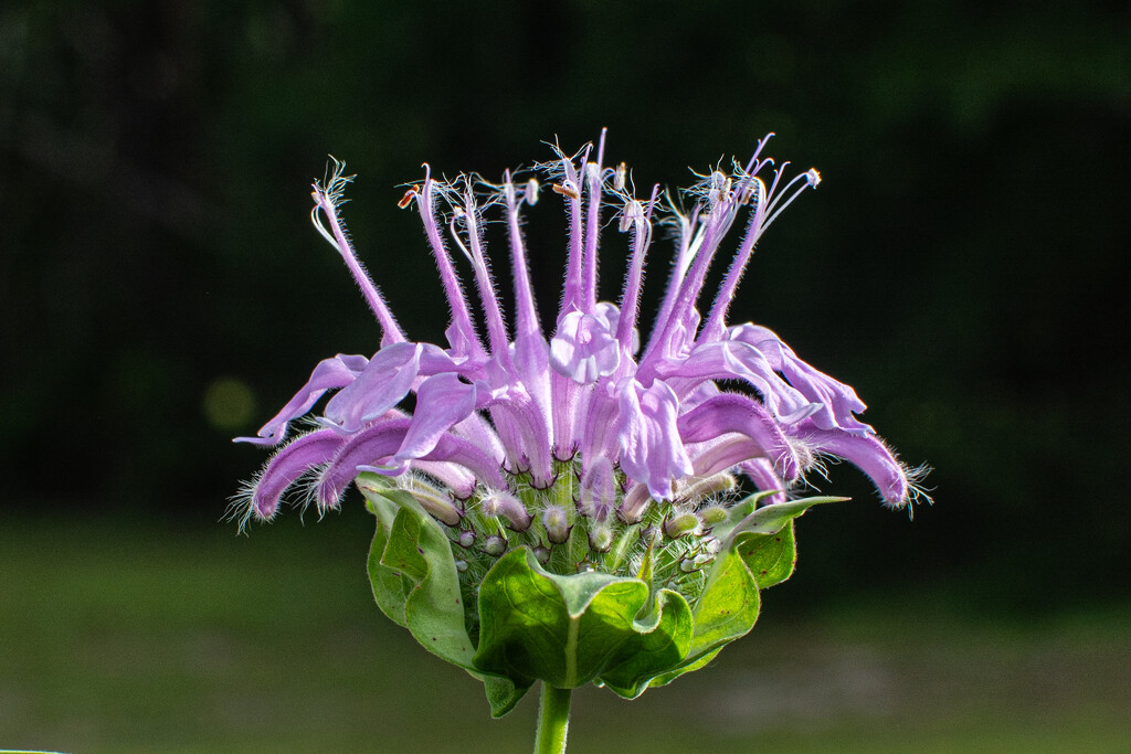 Bergamot in full bloom... by thewatersphotos