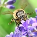 Lavender loving bees 🐝 