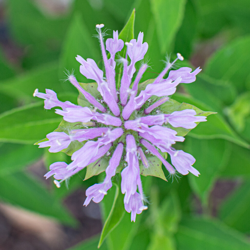 Bergamot, from the top... by thewatersphotos