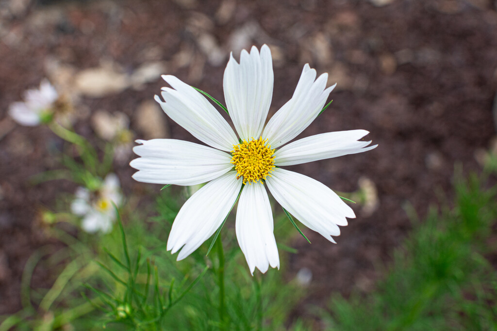 White Cosmos... by thewatersphotos