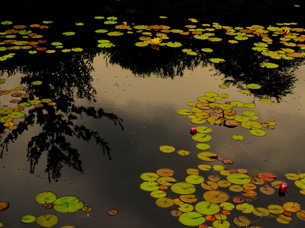 Water Lillies + Shadow by brillomick