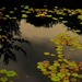 Water Lillies + Shadow by brillomick