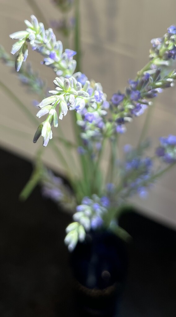 Sunlight on lavender  by sjgiesman