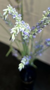 22nd Jun 2024 - Sunlight on lavender 