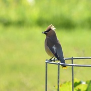 22nd Jun 2024 - Cedar Waxwing