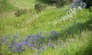 22nd Jun 2024 - Wildflower Bank