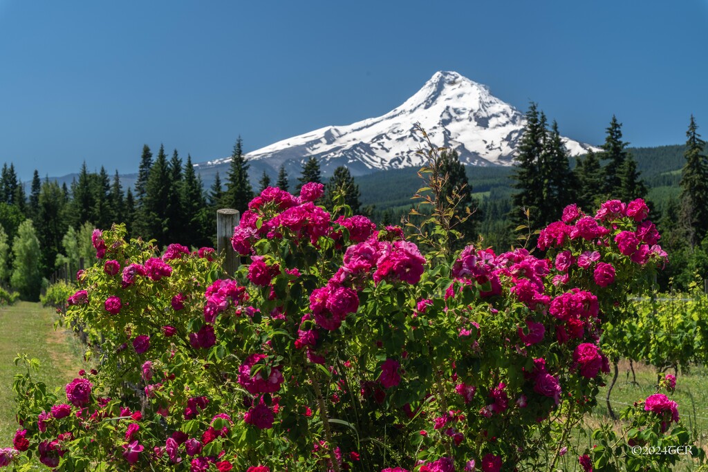 Mt Hood and Some Flowers by taffy