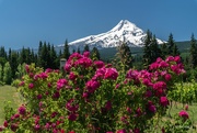 22nd Jun 2024 - Mt Hood and Some Flowers