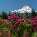 Mt Hood and Some Flowers