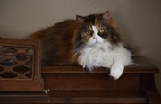 22nd Jun 2024 - My Piano Cat...Jasmine