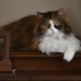 My Piano Cat...Jasmine