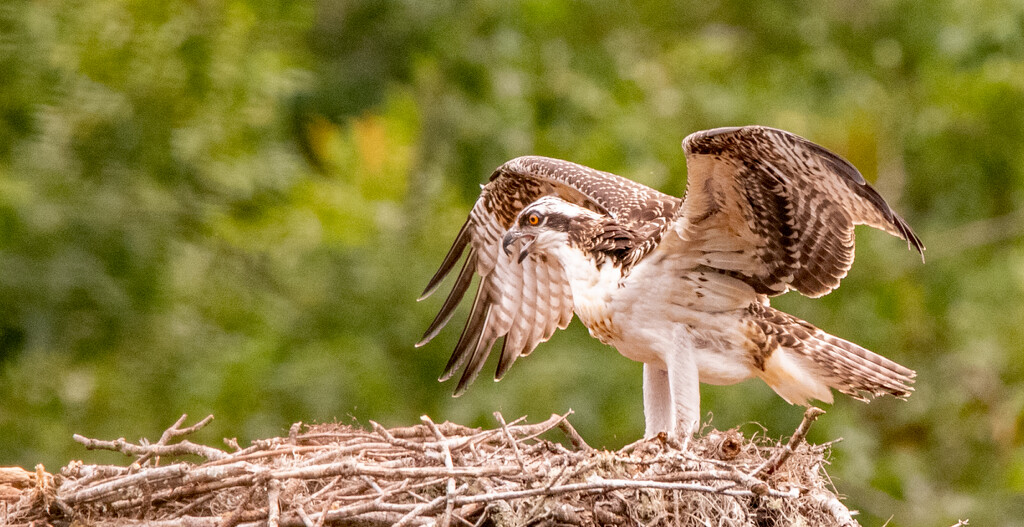 The Juvenile Osprey, Still Hasn't Flown! by rickster549