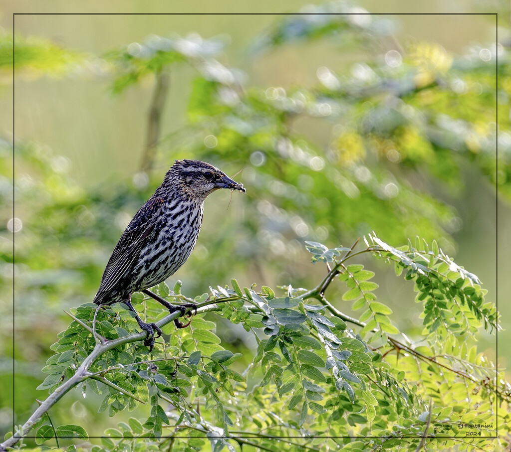 Female Red Winged Blackbird by bluemoon
