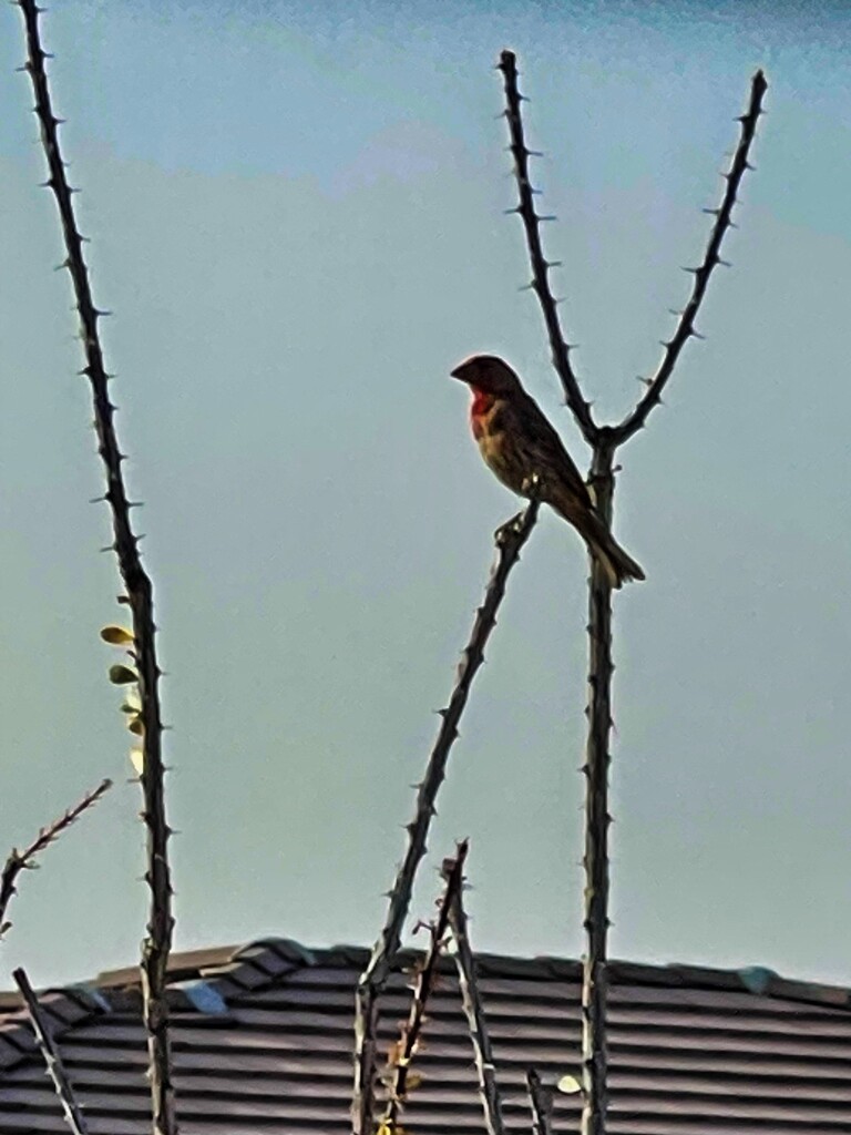 6 19 Bird on ocotillo  by sandlily