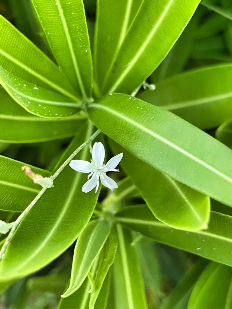 6 19 Tiny white flower by sandlily