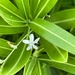 6 19 Tiny white flower