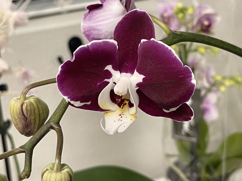 6 20 Burgundy and white orchid  by sandlily