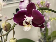 20th Jun 2024 - 6 20 Burgundy and white orchid 