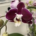 6 20 Burgundy and white orchid  by sandlily