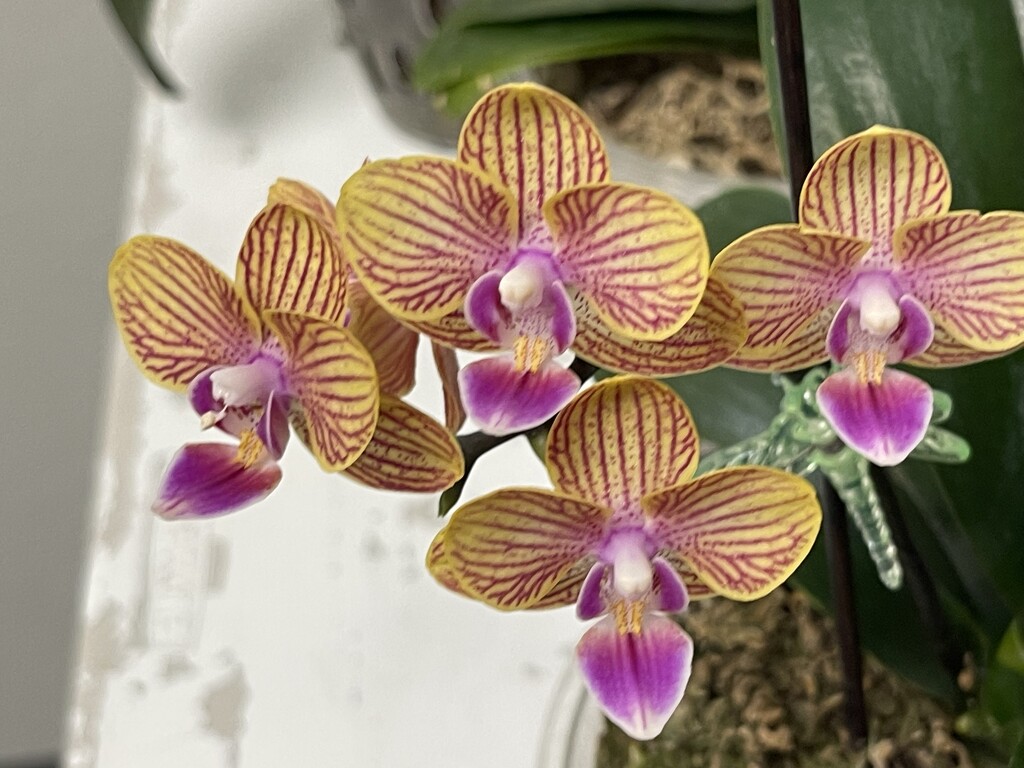 6 20 Striped Orchids  by sandlily